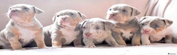 American Bully dogs for stud: ABKC AMERICAN POCKET BULLY - Advert 10