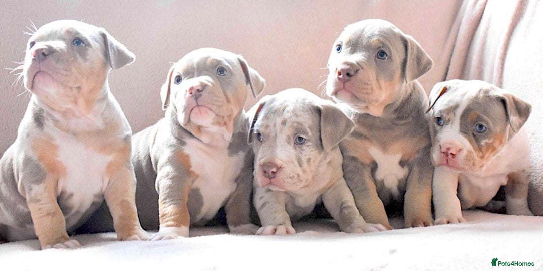 American Bully dogs for stud: ABKC AMERICAN POCKET BULLY - Advert 10