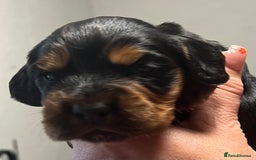 Cocker Spaniel dogs for sale: KC COCKER PUPS TRI BLACK TAN WHITE RED HEALTH TEST - Image 12