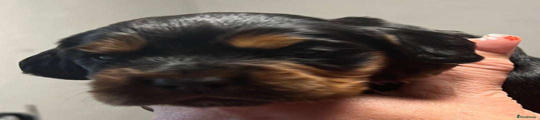 Cocker Spaniel Puppy 3