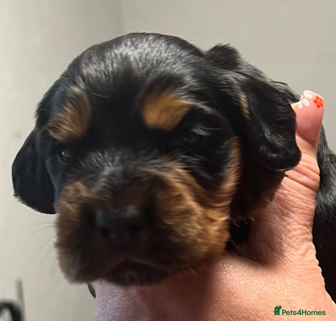 Cocker Spaniel dogs for sale: KC COCKER PUPS TRI BLACK TAN WHITE RED HEALTH TEST - Image 12