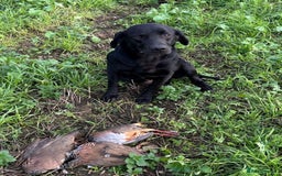 Labrador Retriever dogs for stud: Stunning KC reg, health tested Labrador for stud - Image 4