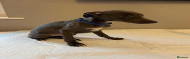 Whippet Puppy 2