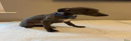 Whippet dogs for sale: Blue whippet pups  - Advert 24