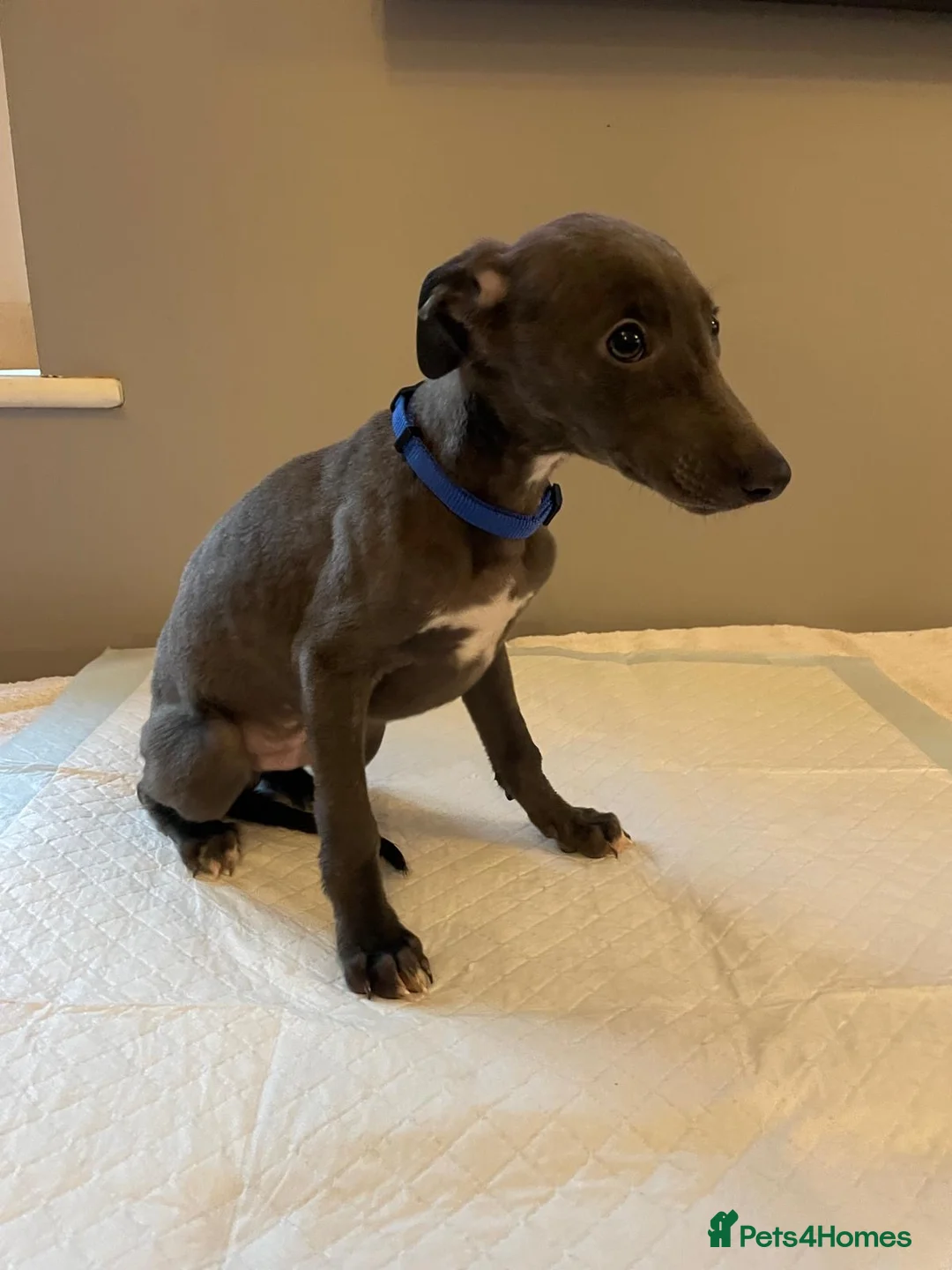 Whippet dogs for sale: Blue whippet pups  - Advert 24