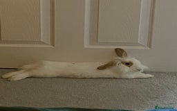 Mini Lop rabbits for sale: Lop Rabbit - Image 3