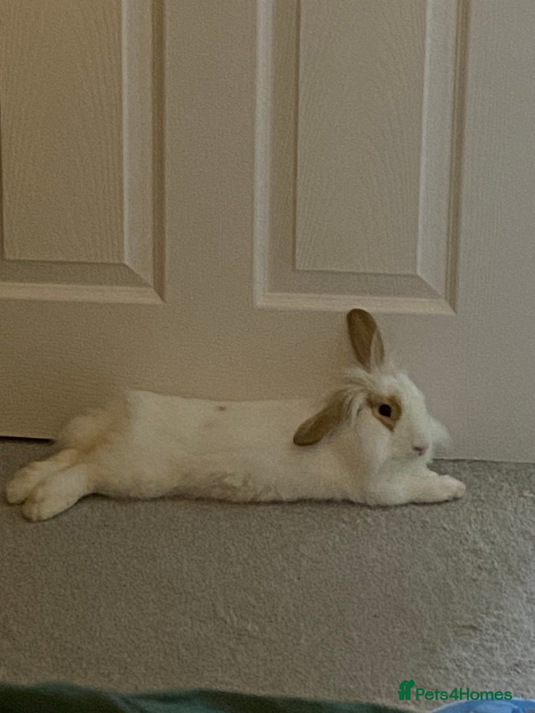 Mini Lop rabbits for sale: Lop Rabbit - Image 3