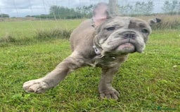 Olde English Bulldogge dogs for sale: Dior the Olde English Bulldogge - Image 7