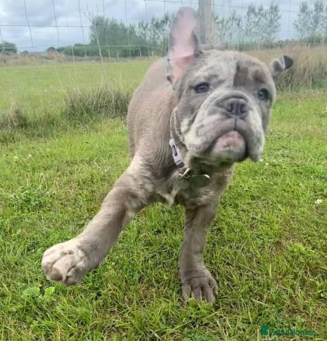Olde English Bulldogge dogs for sale: Dior the Olde English Bulldogge - Image 7