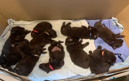 Newfoundland dogs for sale: ✨ Stunning Chocolate Newfoundland Puppies ✨ - Image 1