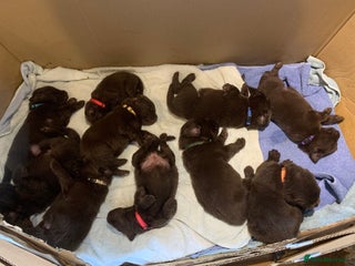 Newfoundland dogs - Advert 3