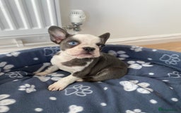 French Bulldog dogs for sale: French Bulldog (Blu) - Image 10