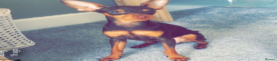 Miniature Pinscher, Vincent 