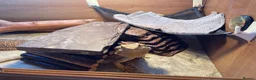 Bearded Dragon reptiles for sale: Forever home needed for my girls  in Rochford - Advert 5