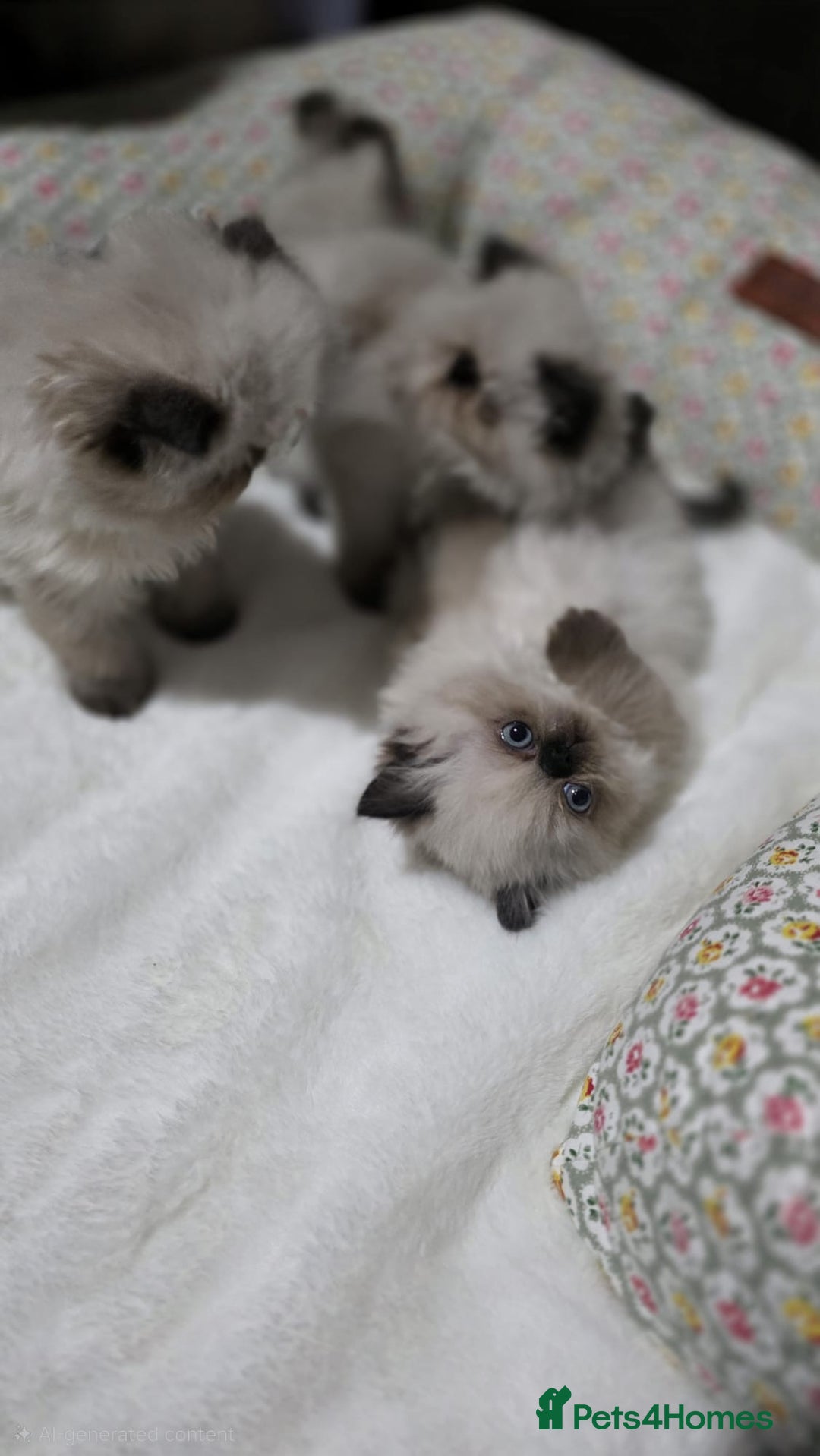 Persian cats for sale: Himalayan Persian Kittens  - Advert 3