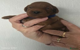Cavapoo dogs for sale: Beautiful F1 cavapoos from health tested parents  - Image 7