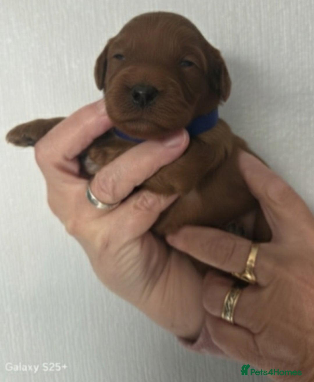 Cavapoo dogs for sale: Beautiful F1 cavapoos from health tested parents  - Image 7