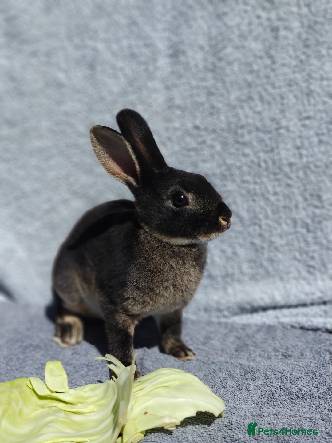 Rex rabbits for sale: Black Otter Mini Rex Buck in Droitwich - Image 24