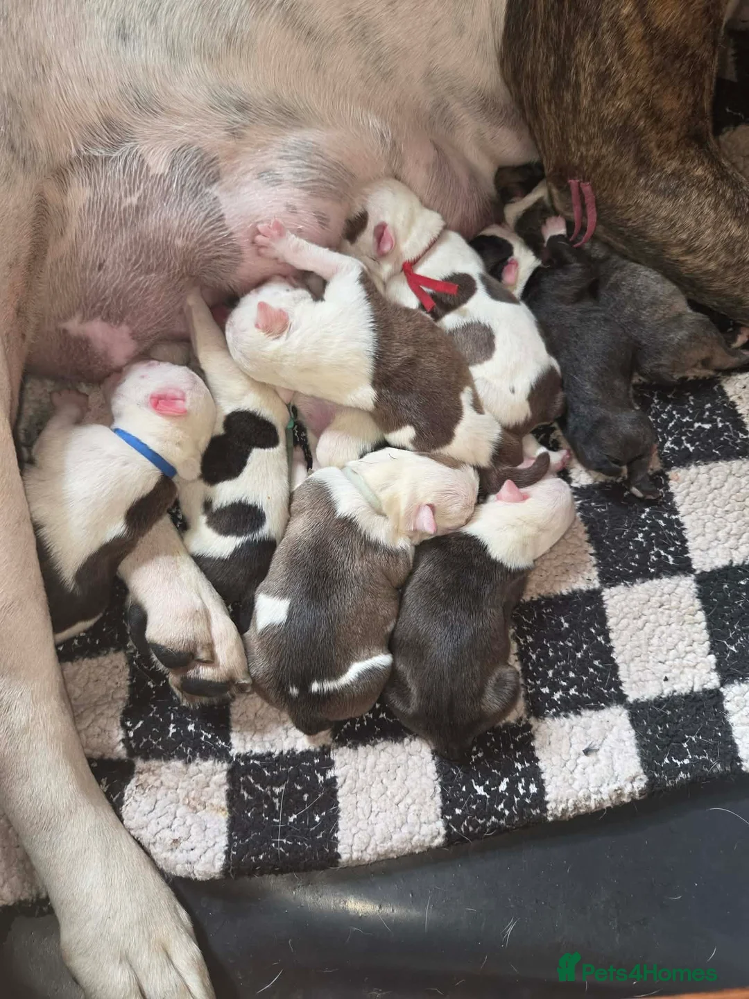 English Bulldog dogs for stud: For Stud: Alfie (standard) PROVEN - NOT MERLE  - Advert 2