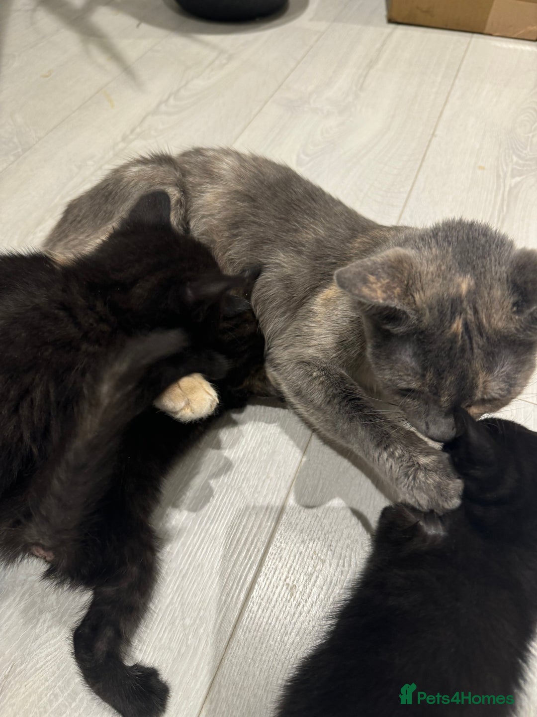 Mixed Breed cats for sale: Beautiful Mixed Kittens (Ginger/Tortie/Black) - Image 11