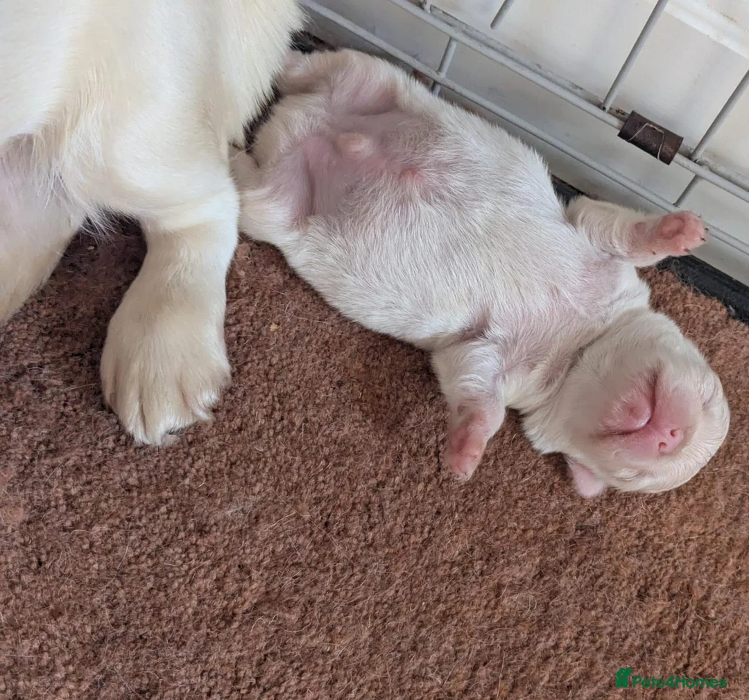 French Bulldog dogs for sale: Male micro pink fluffy frenchie - Advert 2