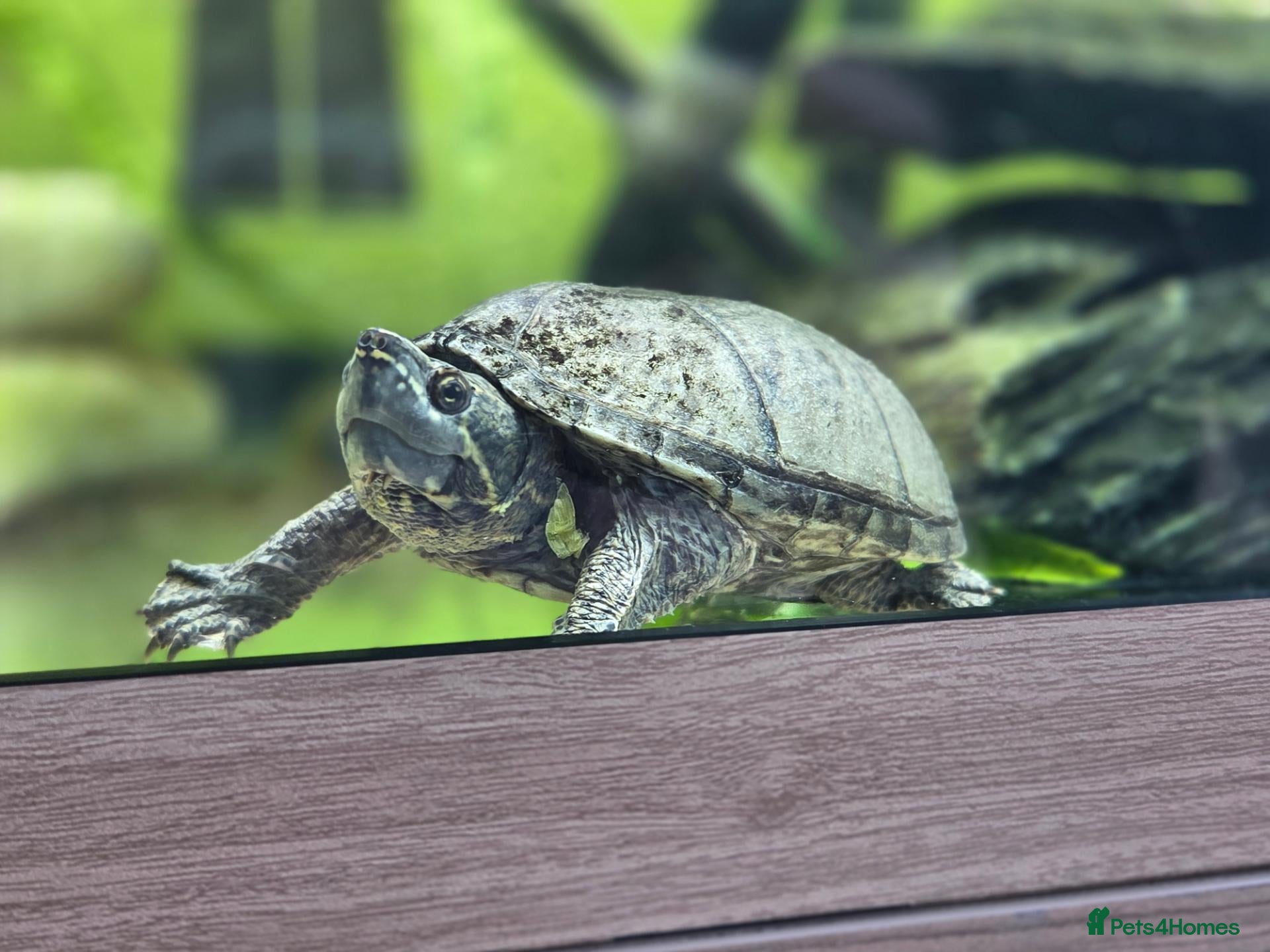 Turtle reptiles Female Turtle for Sale - Advert 1