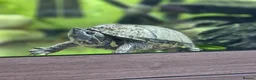 Turtle reptiles for sale: Female Turtle for Sale - Advert 1