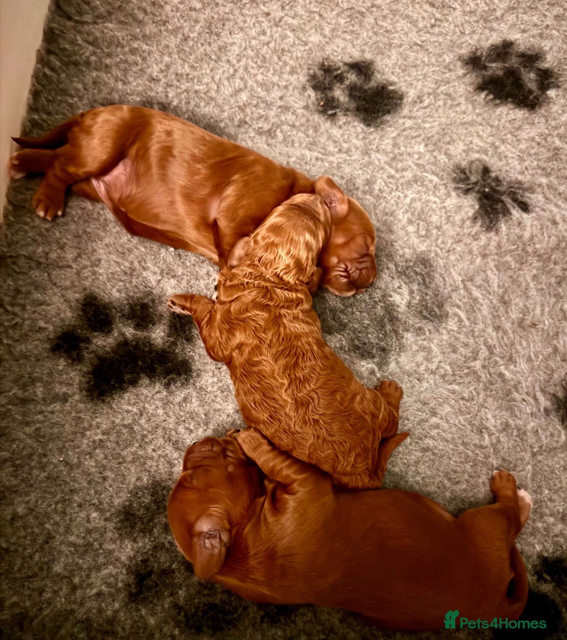 Cockapoo dogs for sale: JUST ONE GIRL REMAINING.STUNNING DARK RED COCKAPOO - Advert 3