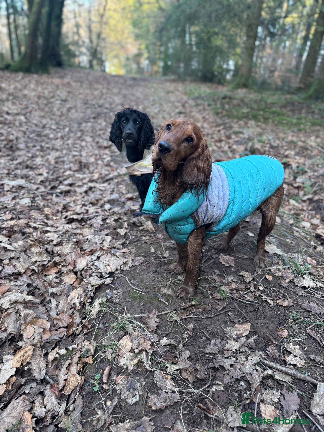 Cocker Spaniel dogs for sale: Chunky Show Cocker Spaniel Puppies 🤩🥰 - Advert 4