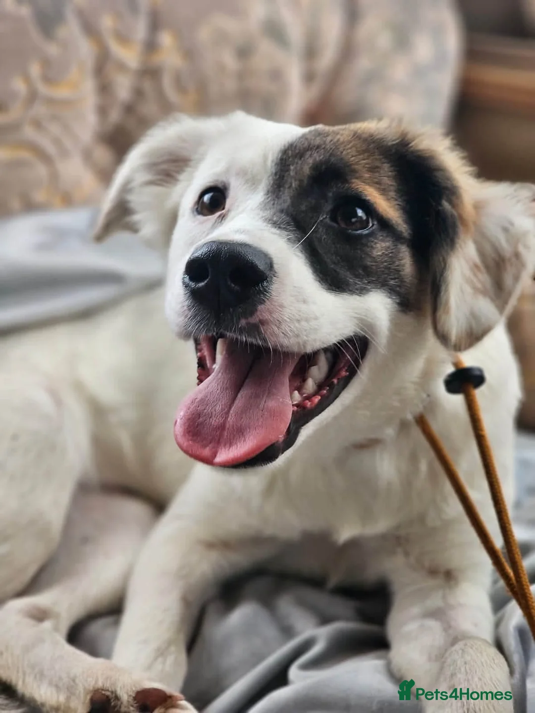 Mixed Breed dogs for adoption: Dhylis - Advert 2