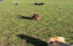 Chihuahua dogs for stud: Oscar for stud  in Warrington - Image 10