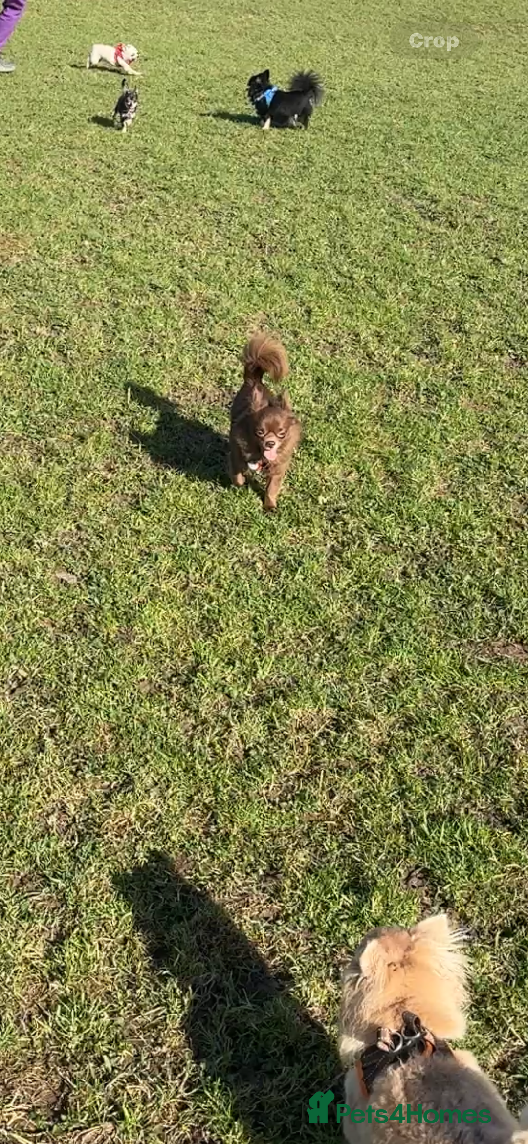 Chihuahua dogs for stud: Oscar for stud  in Warrington - Image 10