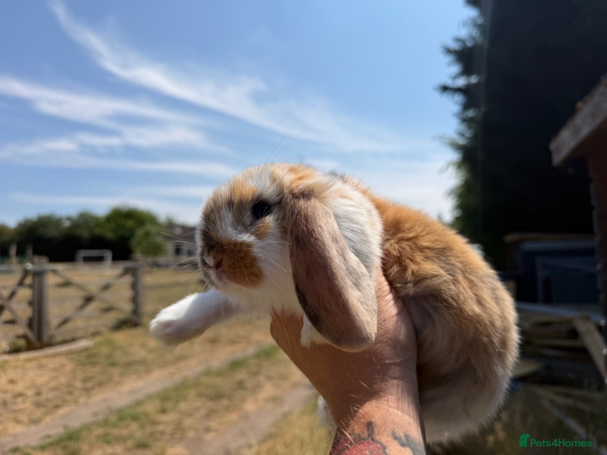 French Lop rabbits Large French lop babies  - Advert 1