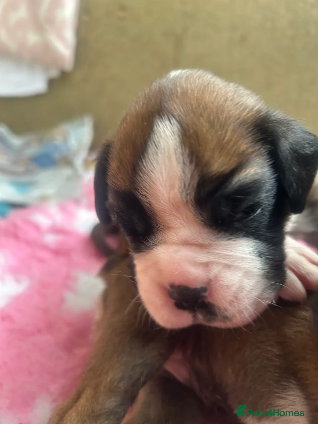 Boxer dogs for sale: Exceptional Litter - World Champion Bloodline  - Advert 24