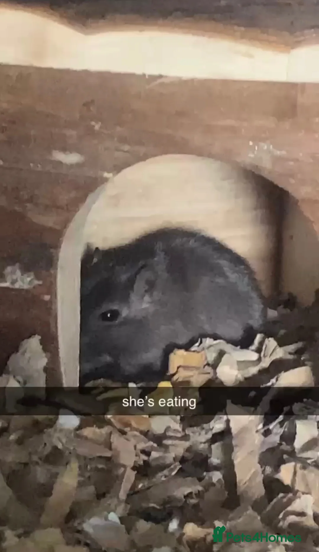 Gerbil rodents for sale: Looking for perfect home for female gerbil in Harrogate - Advert 4