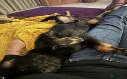 Mixed Breed dogs for adoption: TUX Small body BIG personality - Image 11