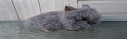 Lionhead rabbits for sale: Purebred Lionhead Rabbits  - Advert 5