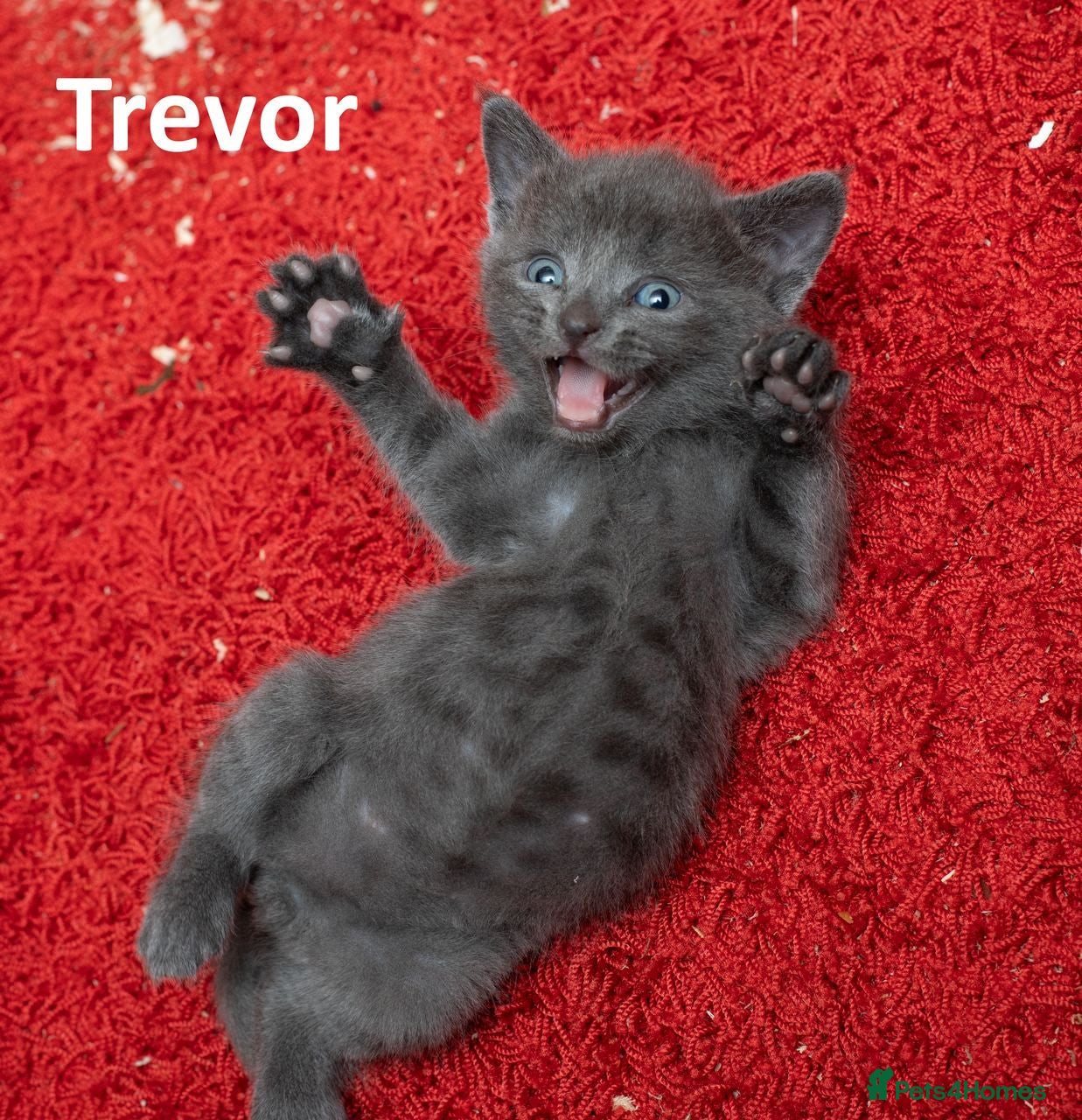 Mixed Breed cats 2 Affectionate British Shorthair Cross Kittens - Advert 5