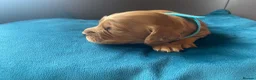 Cocker Spaniel dogs for sale: Beautiful Cockerspaniel Puppies For Sale - Advert 8