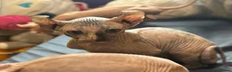 Sphynx cats for sale: Last unique split face girl with elf ears!💛 - Advert 33