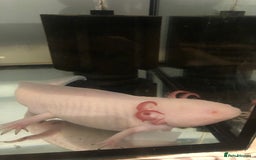 Axolotl reptiles for sale: Male Axolotl - Image 2