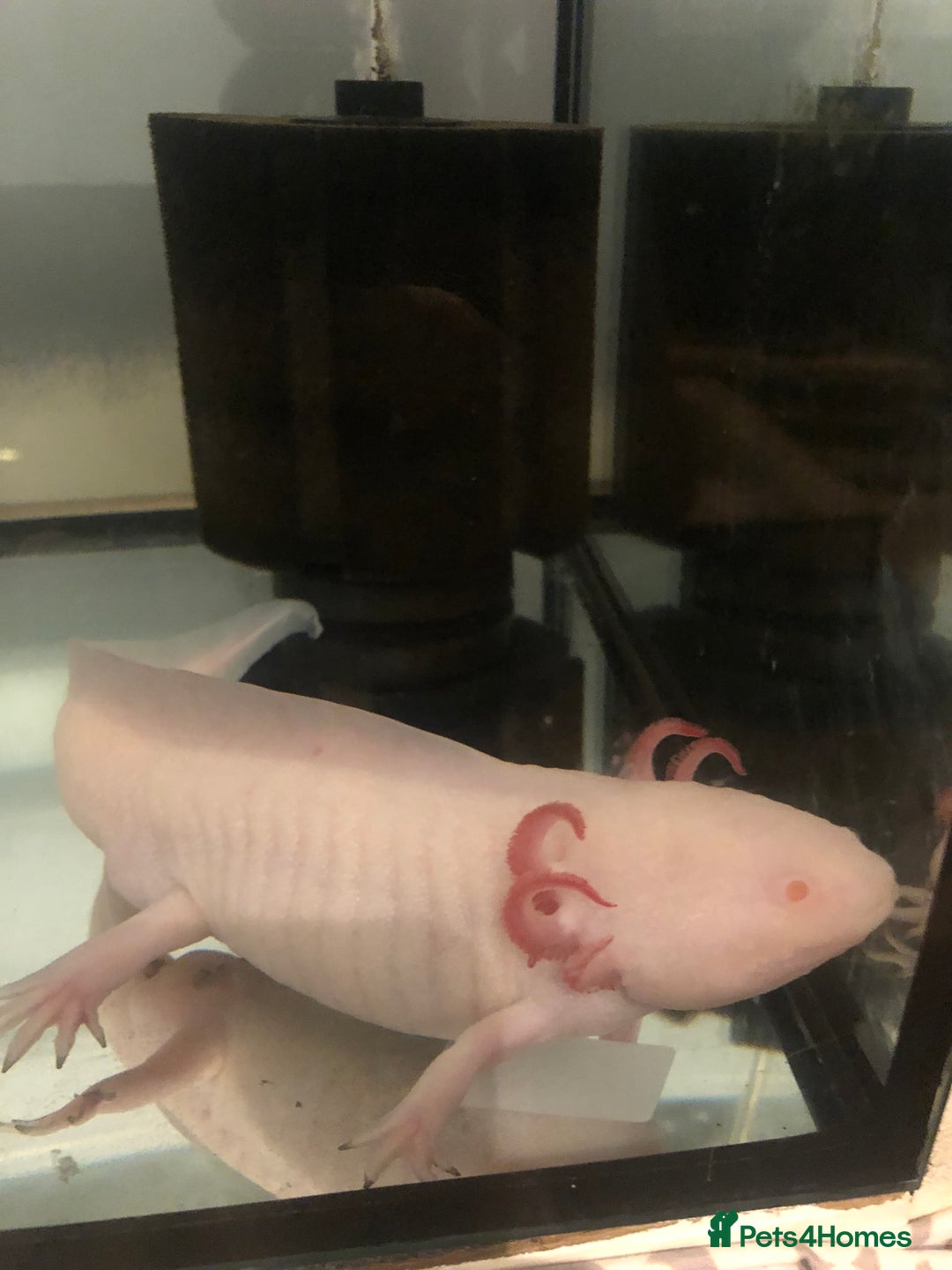 Axolotl reptiles for sale: Male Axolotl - Image 2