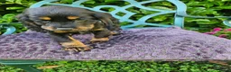 Cocker Spaniel dogs for sale: Cocker spaniel puppies - Advert 10