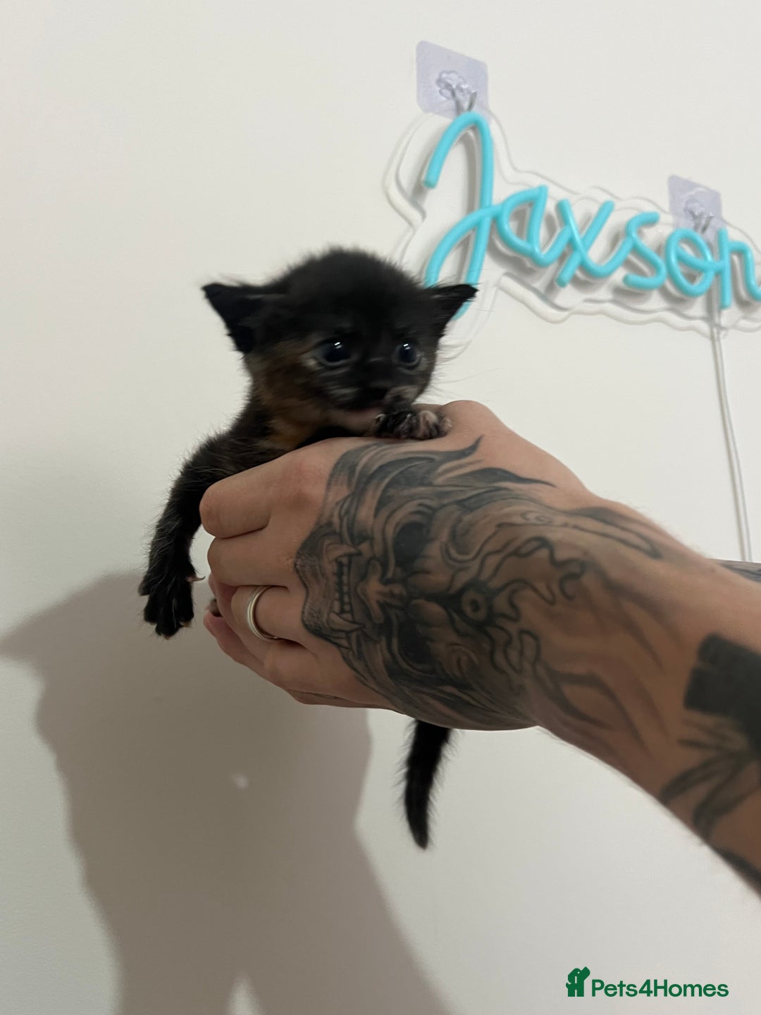 Mixed Breed cats for sale: Gorgeous kittens for sale - Image 17