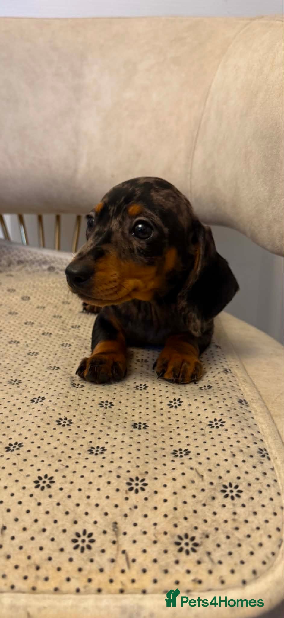 Miniature Dachshund dogs Miniature dachshund ( last Dapple Male ) - Advert 3