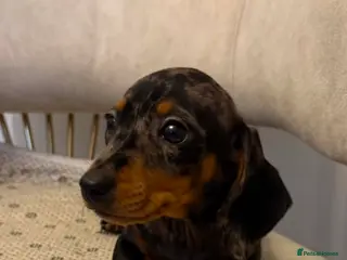 Miniature Dachshund dogs Miniature dachshund ( last Dapple Male ) - Advert 3