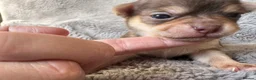 Chihuahua dogs for sale: PERFECT PUREBRED TINY CHIHUAHUA PUPPIES  in Hamilton - Advert 2