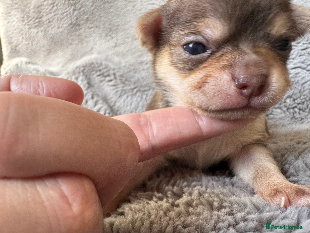 Chihuahua dogs for sale: PERFECT PUREBRED TINY CHIHUAHUA PUPPIES  in Hamilton - Advert 2