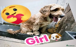 Cockapoo dogs for sale: Cockapoo Looking for her friendly familyHome 🐶🥰 - Image 1