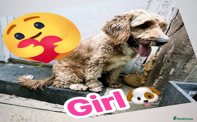 Cockapoo dogs - Advert 1